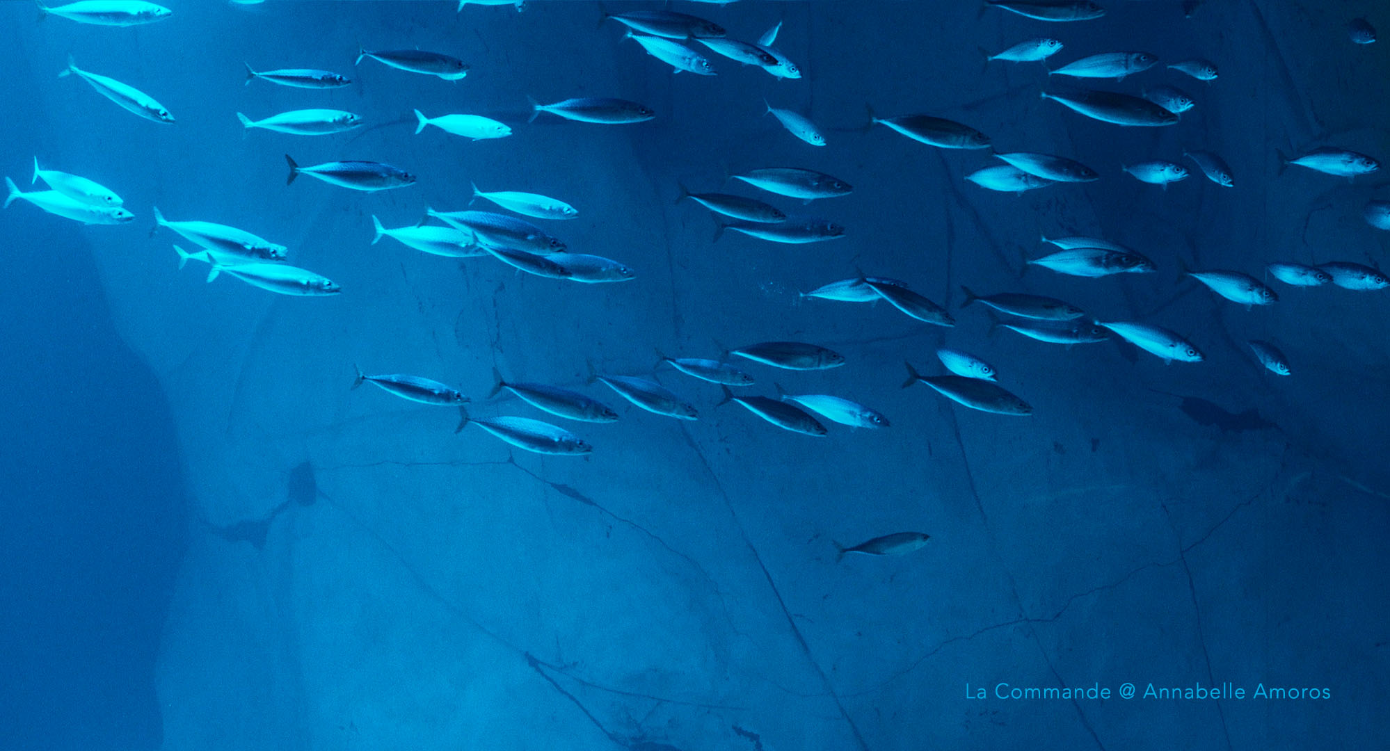 La Commande_@Annabelle Amoros